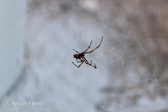 Latrodectus variolus