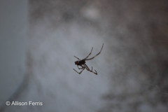 Latrodectus variolus