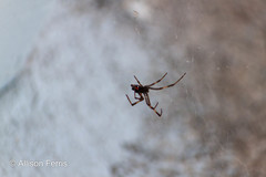 Latrodectus variolus
