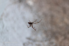 Latrodectus variolus