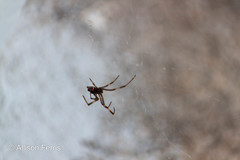 Latrodectus variolus