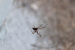 Latrodectus variolus