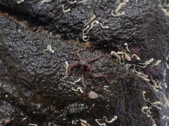 Ophiactoidea
