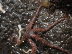 Ophiactoidea