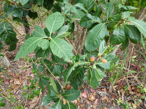 Image of Rhodomyrtus macrocarpa by (c) Steve Fitzgerald, some rights reserved (CC BY-SA)