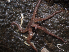 Ophiactoidea
