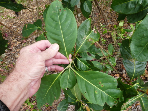 Image of Rhodomyrtus macrocarpa by (c) Steve Fitzgerald, some rights reserved (CC BY-SA)