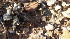Oxalis ericifolia