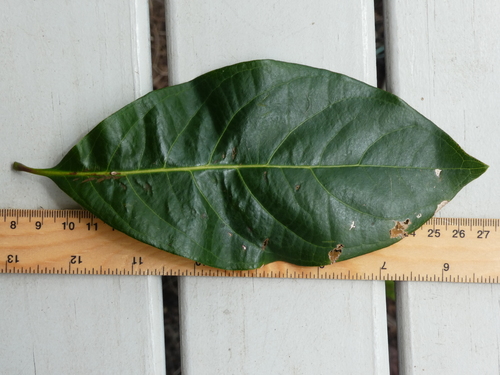 Image of Rhodomyrtus macrocarpa by (c) Steve Fitzgerald, some rights reserved (CC BY-SA)