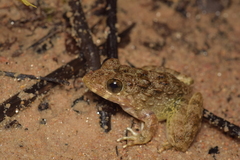 Limnonectes ibanorum