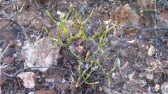 Oxalis ericifolia