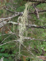 Ramalina thrausta