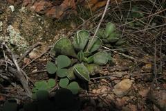 Adromischus cristatus cristatus