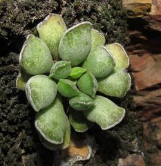 Adromischus cristatus cristatus