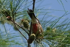Estrilda troglodytes