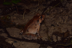 Limnonectes malesianus