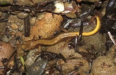 Plethodon vandykei