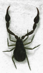 Cheliferoidea