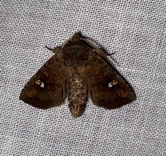 Parapamea buffaloensis