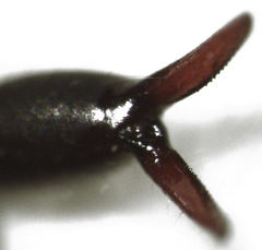 Cheliferoidea