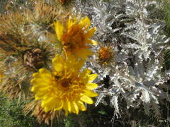 Berkheya francisci
