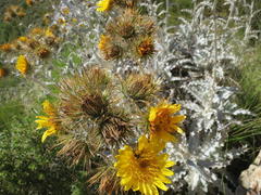 Berkheya francisci