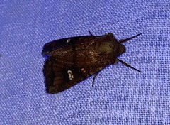 Parapamea buffaloensis