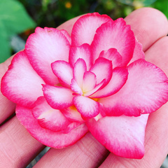 Begonia × tuberhybrida