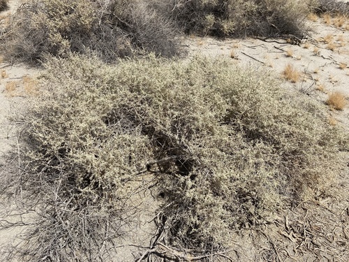 Atriplex canescens var. macilenta