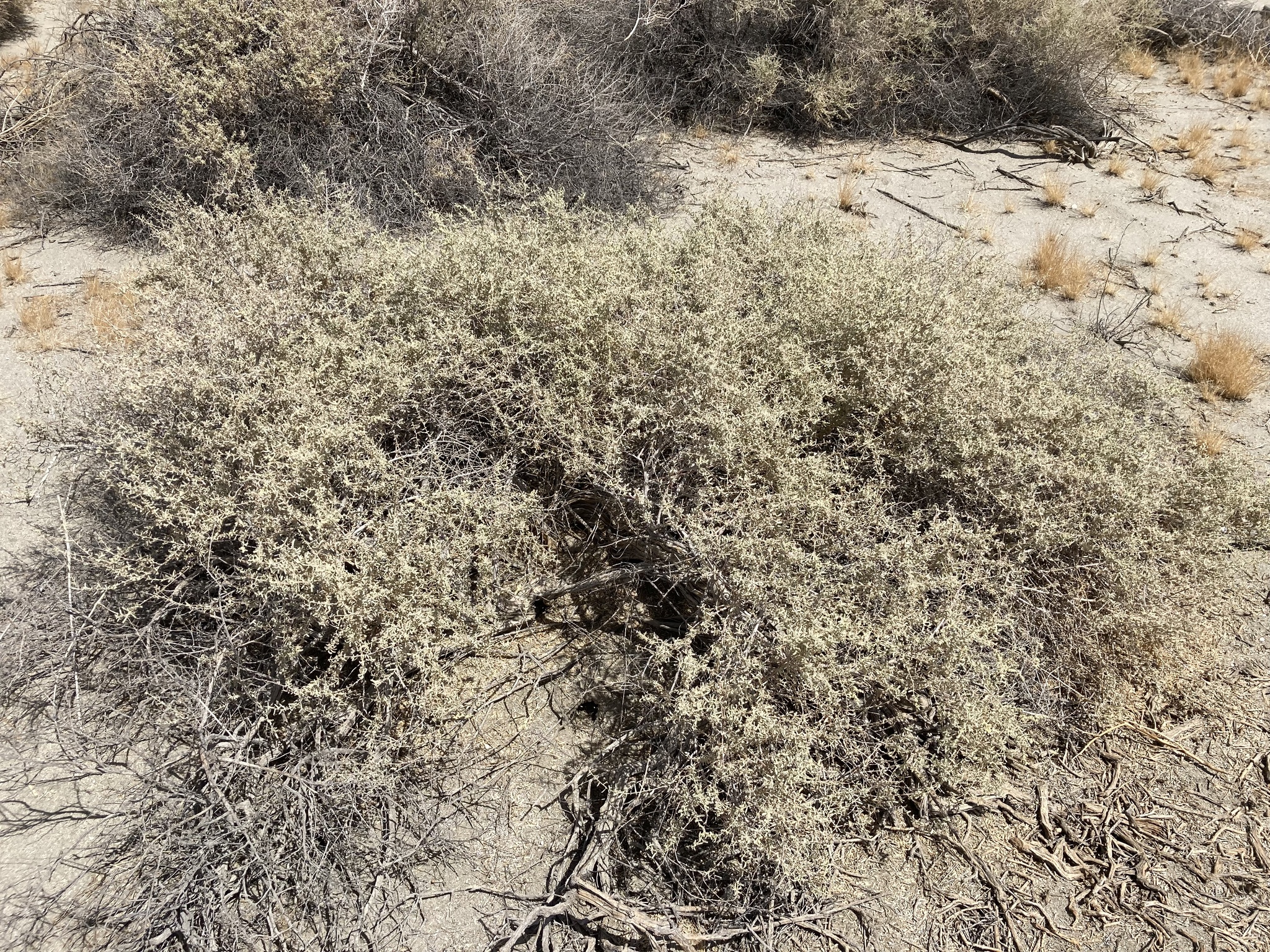 Atriplex canescens var. macilenta