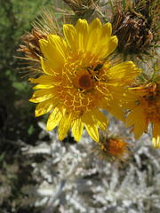 Berkheya francisci