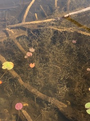Potamogeton hillii