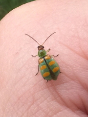 Diabrotica speciosa