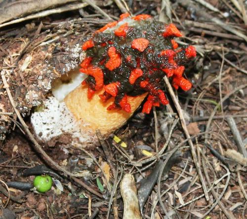 Coral Stinkhorn
