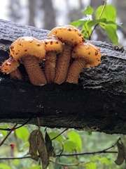 Pholiota