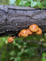 Pholiota
