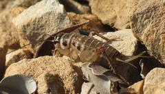 Cophogryllus