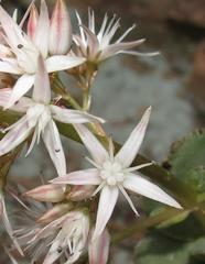 Crassula lactea