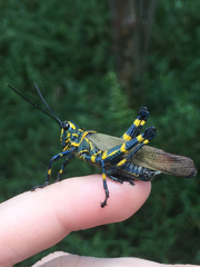 Chromacris speciosa