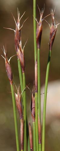 Cederberg fountainreed (Cannomois aristata)