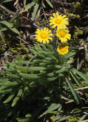Crassothonna cacalioides