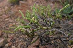 Crassula muscosa muscosa