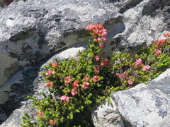 Erica lignosa