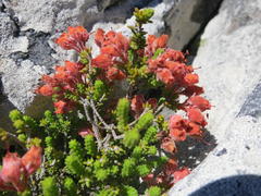 Erica lignosa