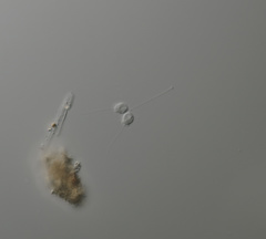 Codosiga