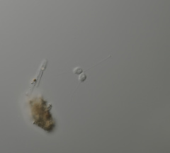 Codosiga