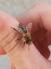 Apis mellifera