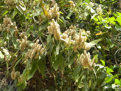 Colebrookea oppositifolia