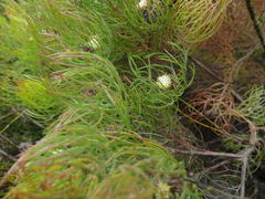 Serruria inconspicua