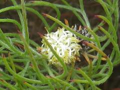 Serruria inconspicua